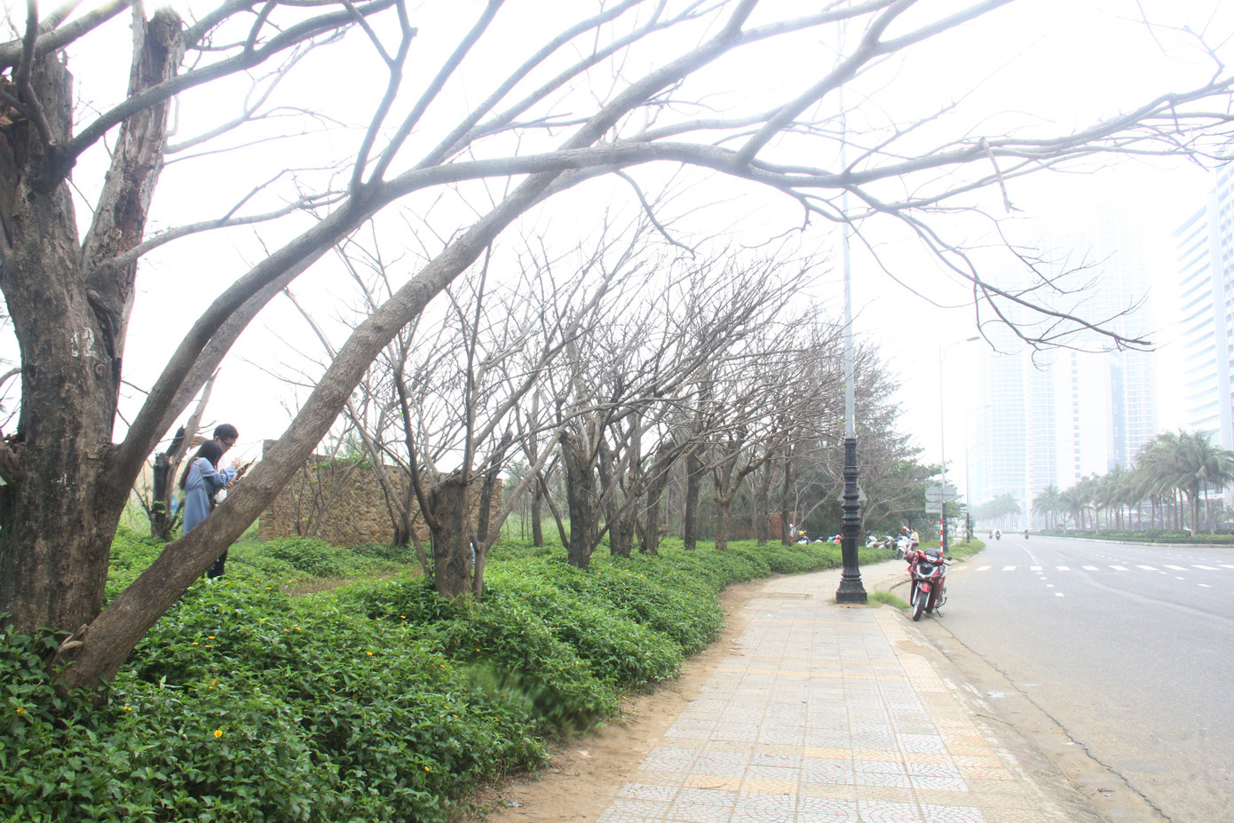 Đông đảo bạn trẻ 'check in' hàng cây mùa đông lạ mắt ven biển Đà Nẵng ảnh 5