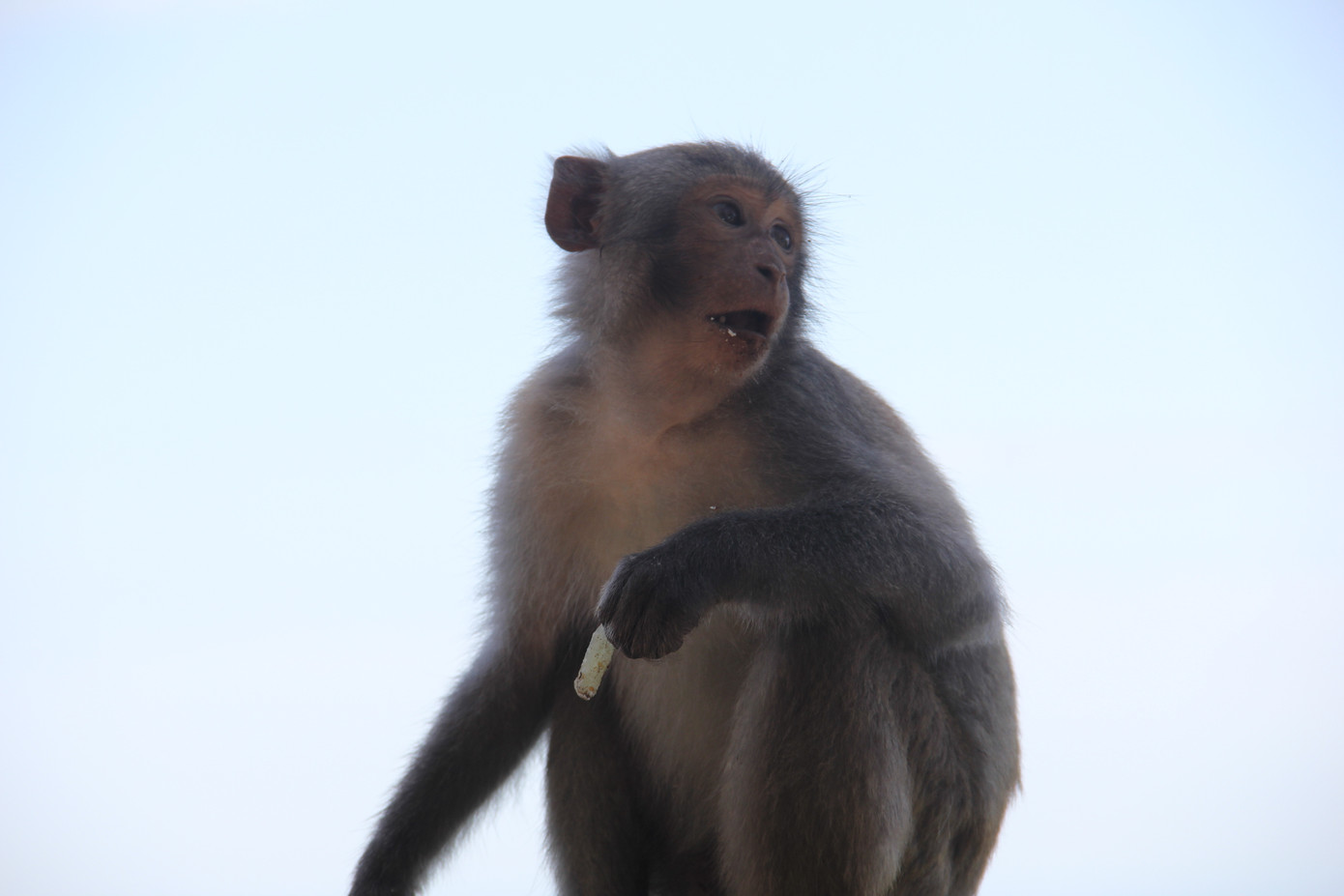 Xót xa những chú khỉ Sơn Trà mình đầy thương tích, cụt tay chân ảnh 9