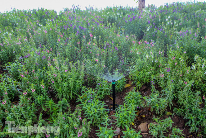 Hồ Hoàn Kiếm có gì đặc biệt sau khi 'thay áo mới'? ảnh 11