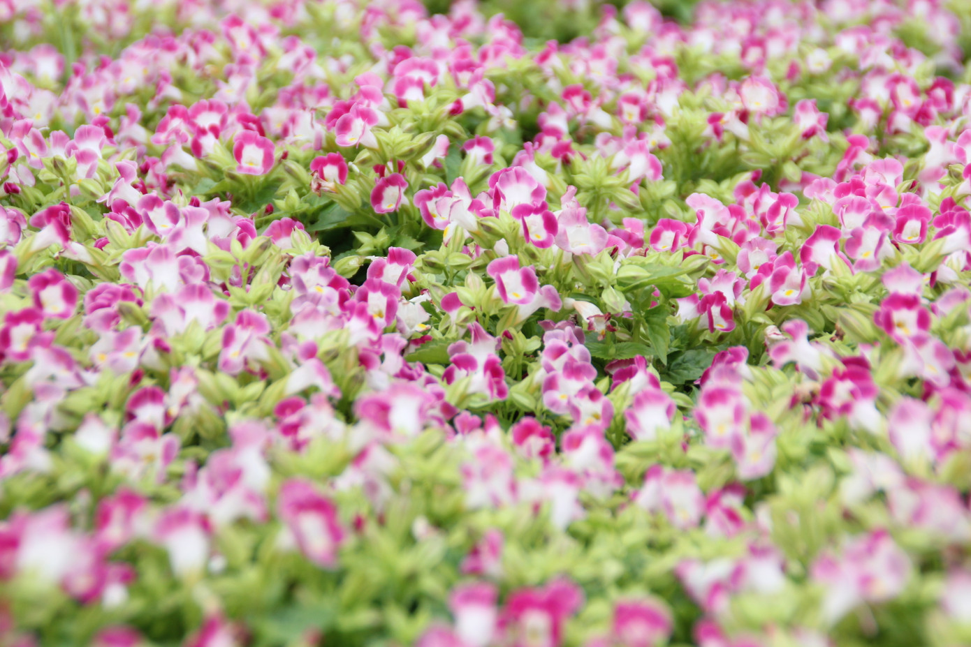 Hình hài Đường hoa Nguyễn Huệ sau hơn 10 ngày thi công ảnh 15