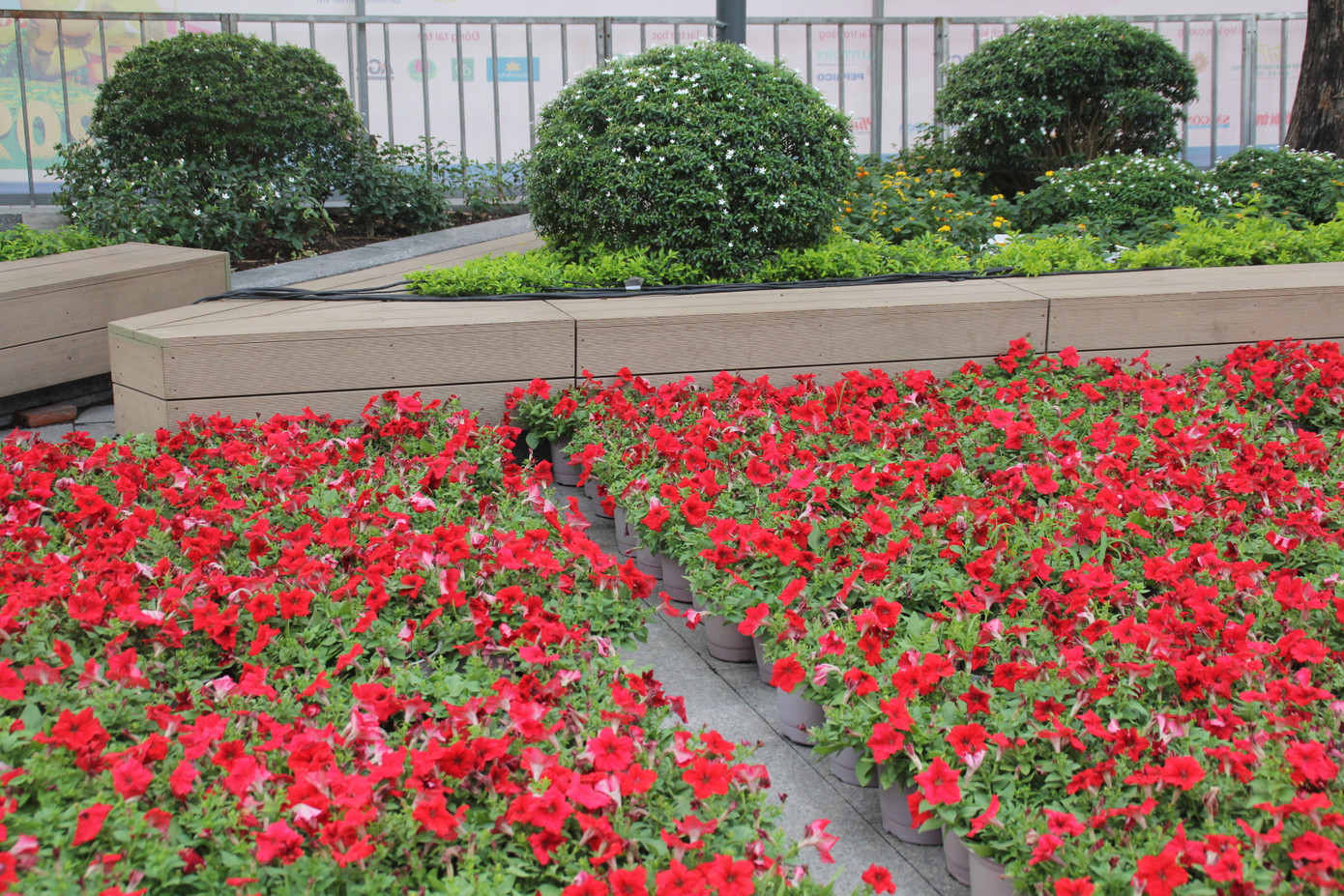 Hình hài Đường hoa Nguyễn Huệ sau hơn 10 ngày thi công ảnh 20