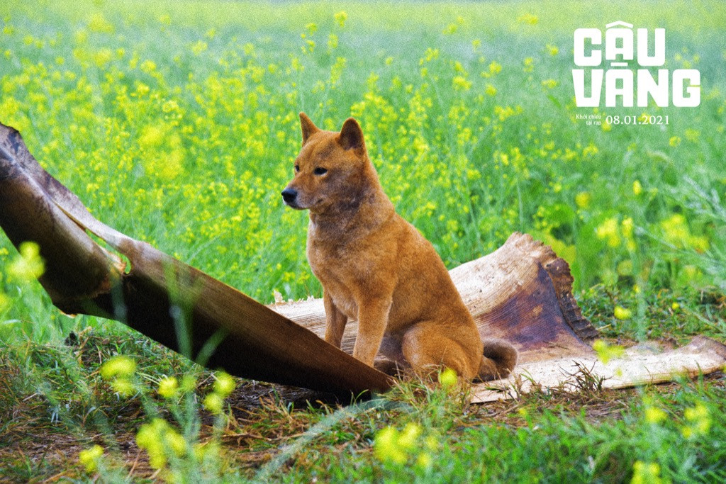 Phim “Cậu Vàng” tung trailer, hé lộ những tình huống khác với tác phẩm văn học gốc ảnh 6