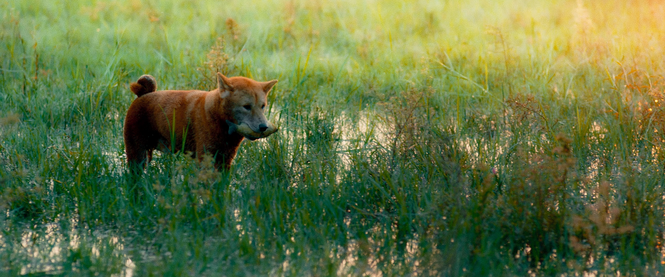 Đạo diễn phim Cậu Vàng xin lỗi công chúng sau vụ nhân viên chê khán giả nghèo hèn, ngu dốt ảnh 2