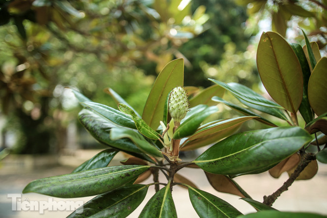 Độc đáo hoa sen đất trong chùa trăm năm tuổi ảnh 10