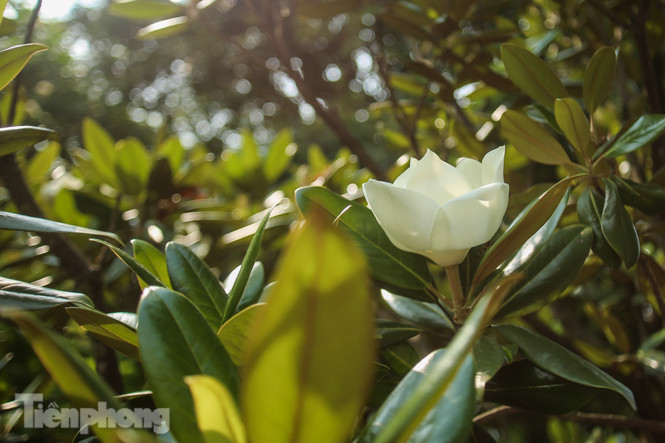 Độc đáo hoa sen đất trong chùa trăm năm tuổi ảnh 6