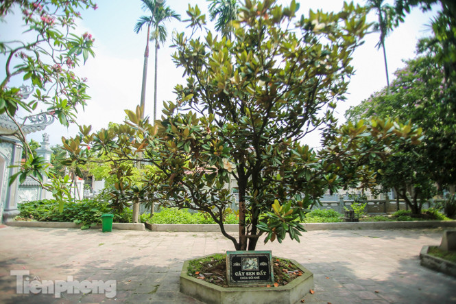 Độc đáo hoa sen đất trong chùa trăm năm tuổi ảnh 1