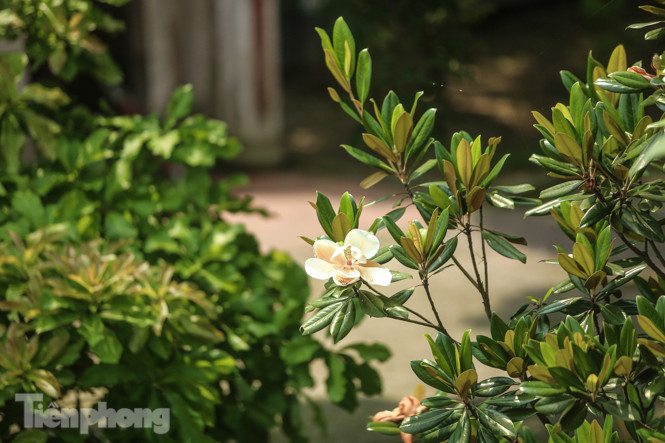 Độc đáo hoa sen đất trong chùa trăm năm tuổi ảnh 12