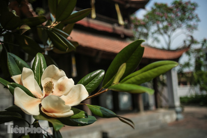 Độc đáo hoa sen đất trong chùa trăm năm tuổi ảnh 3