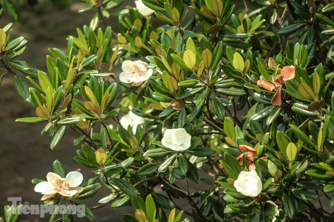Độc đáo hoa sen đất trong chùa trăm năm tuổi ảnh 11