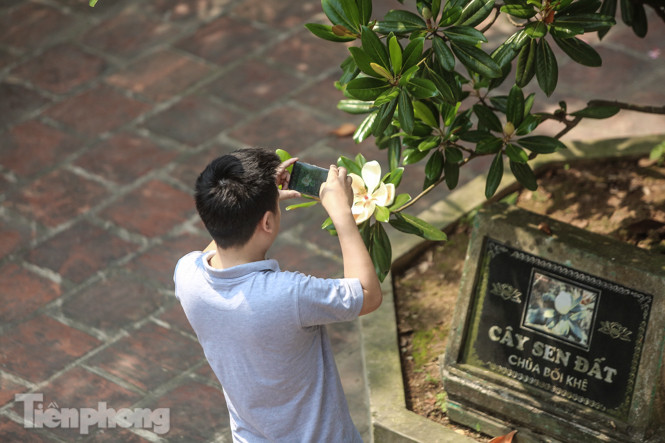 Độc đáo hoa sen đất trong chùa trăm năm tuổi ảnh 13