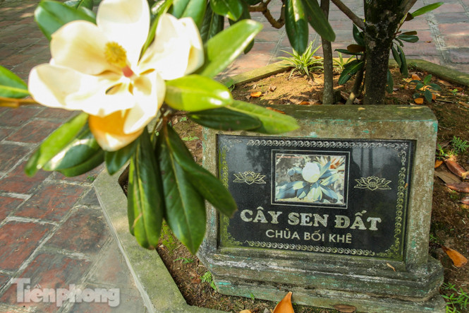 Độc đáo hoa sen đất trong chùa trăm năm tuổi ảnh 2