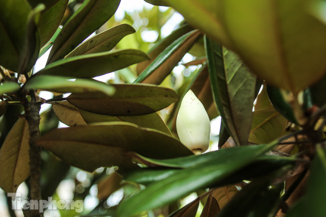 Độc đáo hoa sen đất trong chùa trăm năm tuổi ảnh 8