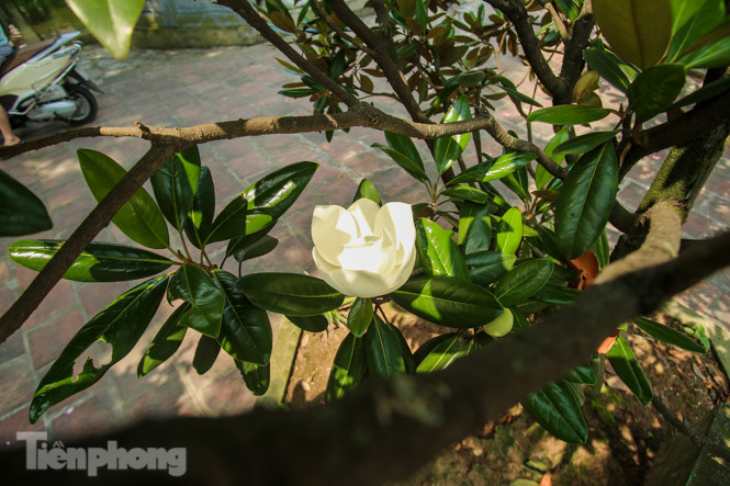 Độc đáo hoa sen đất trong chùa trăm năm tuổi ảnh 5