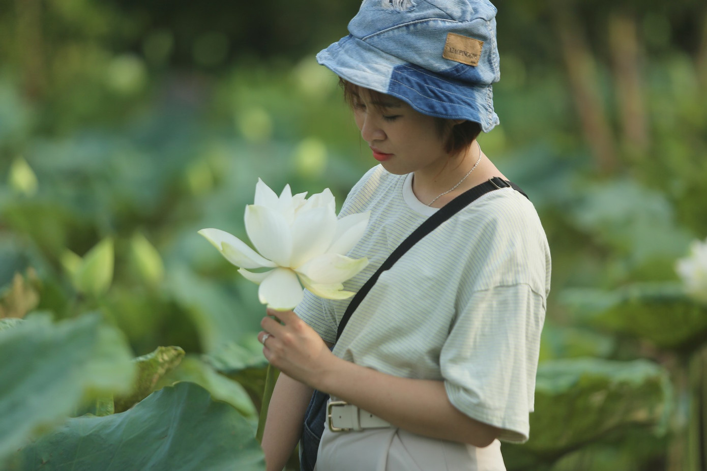 Đầm sen trắng mênh mông, hiếm có ở Hà Nội ảnh 6