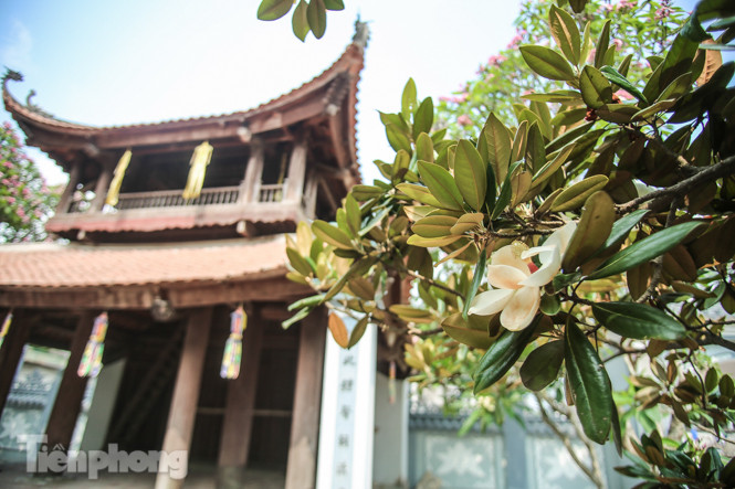 Độc đáo hoa sen đất trong chùa trăm năm tuổi ảnh 4