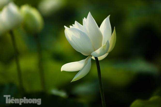 Đầm sen trắng mênh mông, hiếm có ở Hà Nội ảnh 8