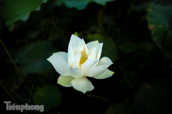 Đầm sen trắng mênh mông, hiếm có ở Hà Nội ảnh 9