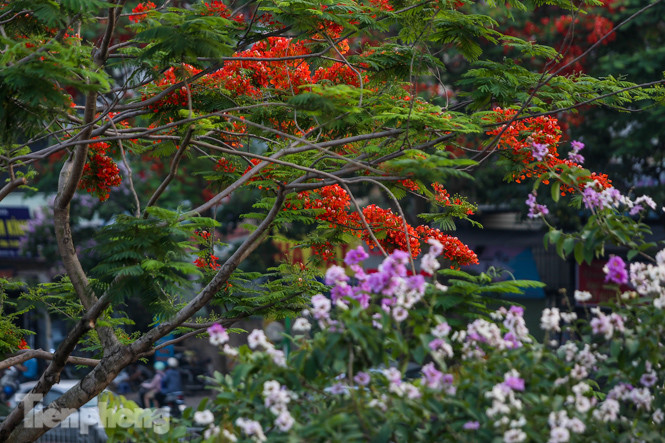 Phố phường Hà Nội rạo rực 'mùa phượng cháy' ảnh 8