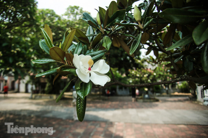 Độc đáo hoa sen đất trong chùa trăm năm tuổi ảnh 7