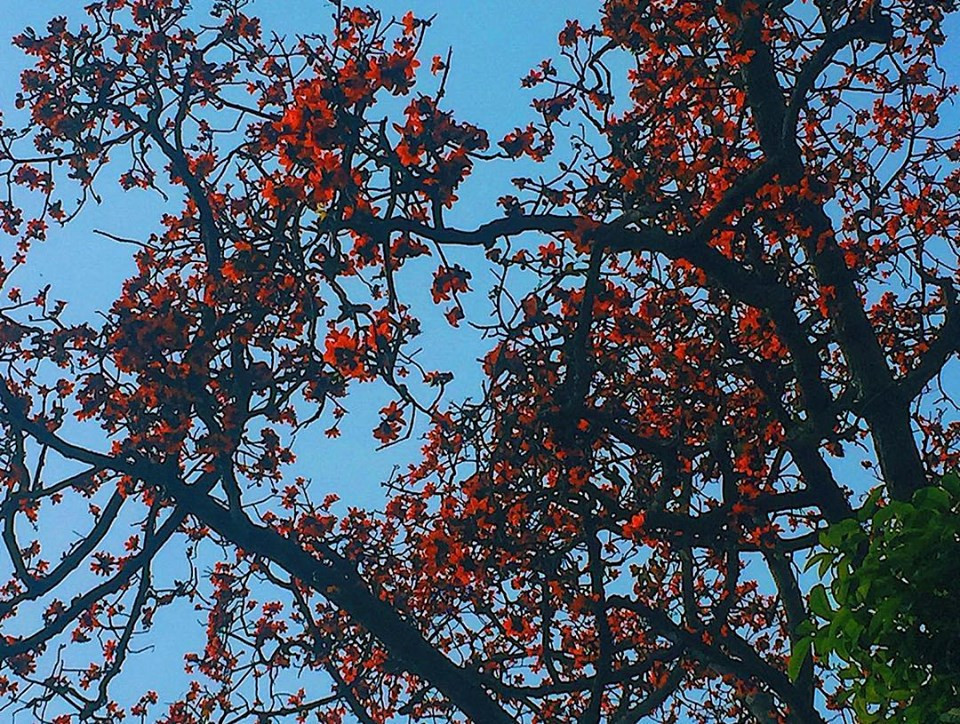 Bất chấp mùa dịch, Hà Nội vẫn đẹp nao lòng khi cây cối đua nhau khoe sắc ảnh 5