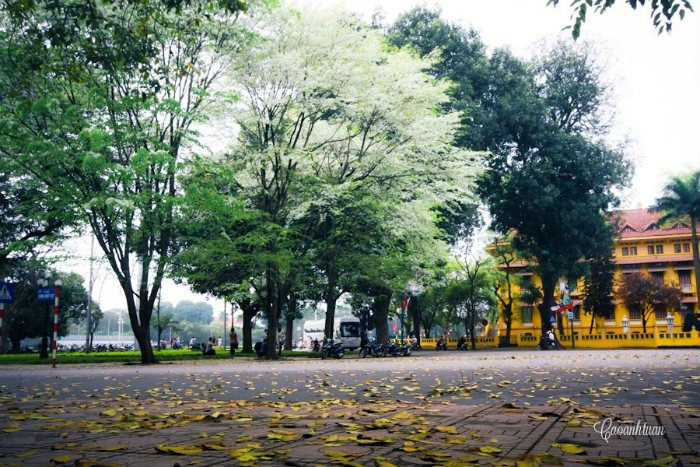 Bất chấp mùa dịch, Hà Nội vẫn đẹp nao lòng khi cây cối đua nhau khoe sắc ảnh 8