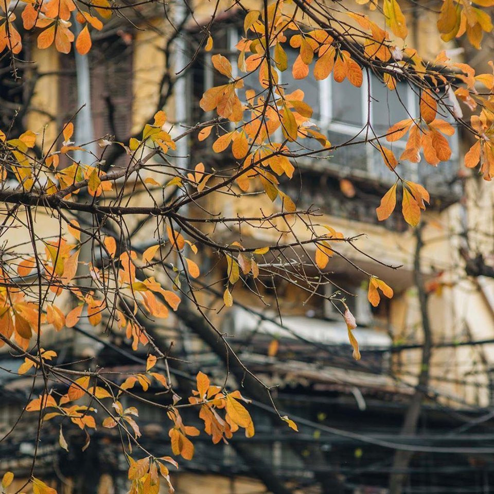 Bất chấp mùa dịch, Hà Nội vẫn đẹp nao lòng khi cây cối đua nhau khoe sắc ảnh 2