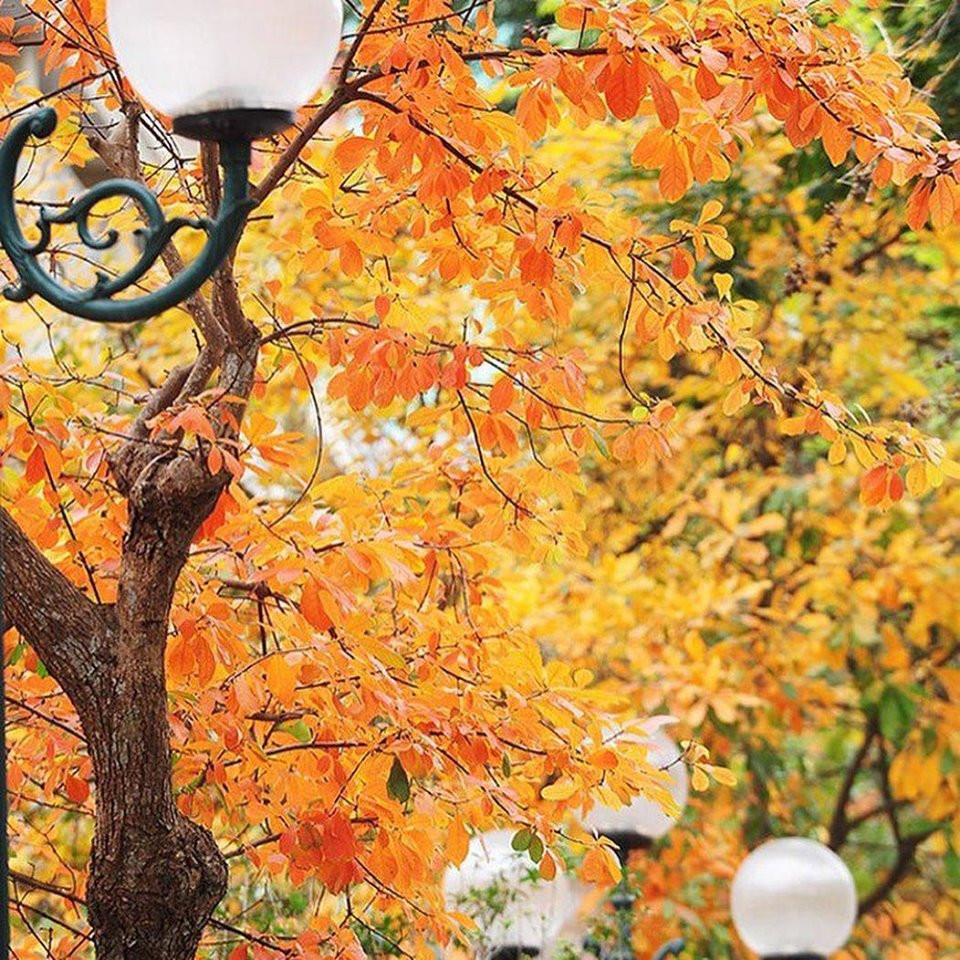 Bất chấp mùa dịch, Hà Nội vẫn đẹp nao lòng khi cây cối đua nhau khoe sắc ảnh 1