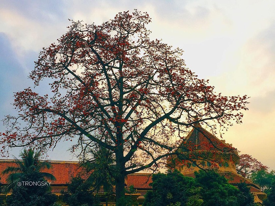 Bất chấp mùa dịch, Hà Nội vẫn đẹp nao lòng khi cây cối đua nhau khoe sắc ảnh 4