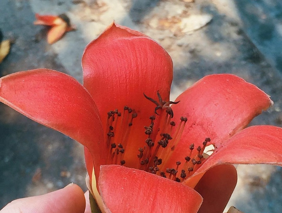 Bất chấp mùa dịch, Hà Nội vẫn đẹp nao lòng khi cây cối đua nhau khoe sắc ảnh 6