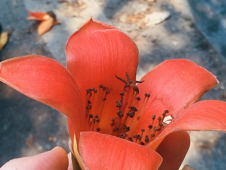 Bất chấp mùa dịch, Hà Nội vẫn đẹp nao lòng khi cây cối đua nhau khoe sắc ảnh 6
