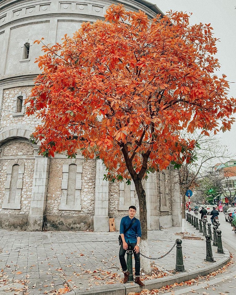 Bất chấp mùa dịch, Hà Nội vẫn đẹp nao lòng khi cây cối đua nhau khoe sắc ảnh 3