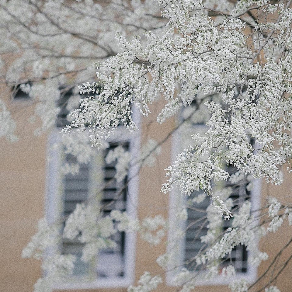 Bất chấp mùa dịch, Hà Nội vẫn đẹp nao lòng khi cây cối đua nhau khoe sắc ảnh 7