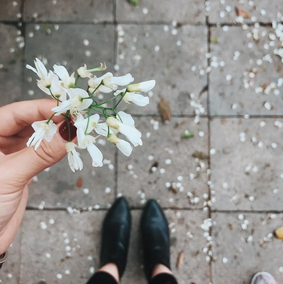 Bất chấp mùa dịch, Hà Nội vẫn đẹp nao lòng khi cây cối đua nhau khoe sắc ảnh 9