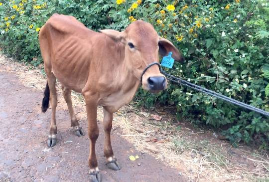 Vụ cấp bò không đứng được cho dân làm giống: Do bò... nhút nhát (?!) ảnh 2