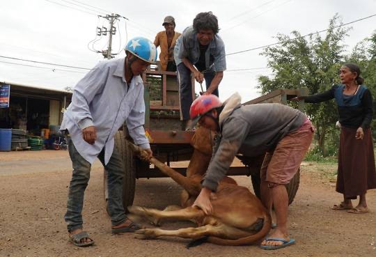 Vụ cấp bò không đứng được cho dân làm giống: Do bò... nhút nhát (?!) ảnh 1