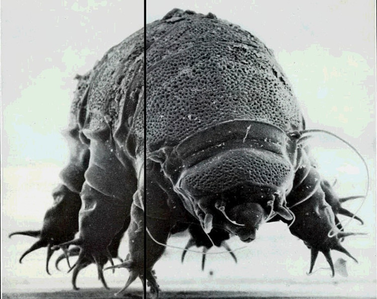 1001 thắc mắc: Sinh vật nào sống 'bất tử' trên Trái đất? ảnh 2