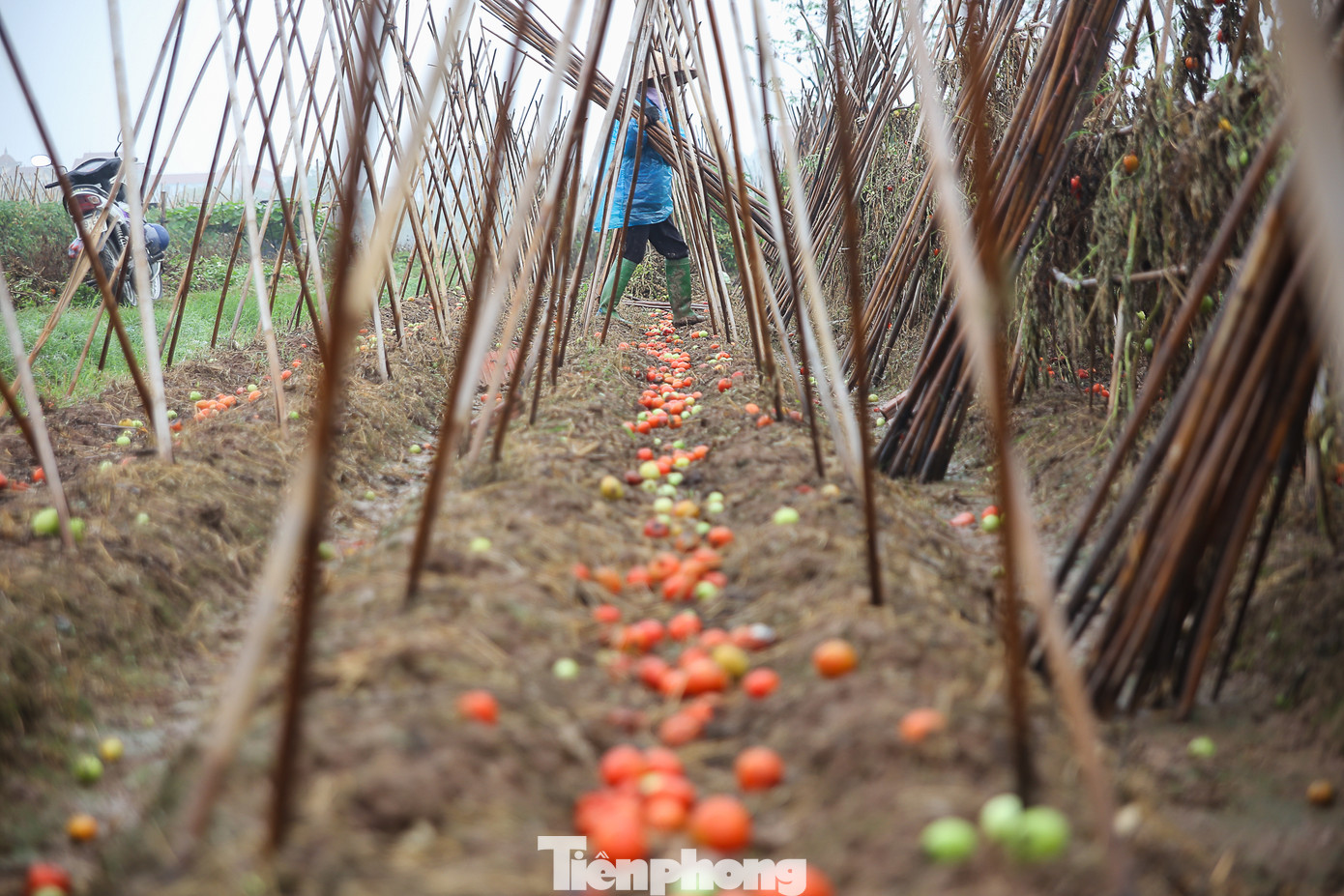 200 tấn rau củ quả 'ế', người dân Hà Nội đổ ngoài đồng ảnh 7