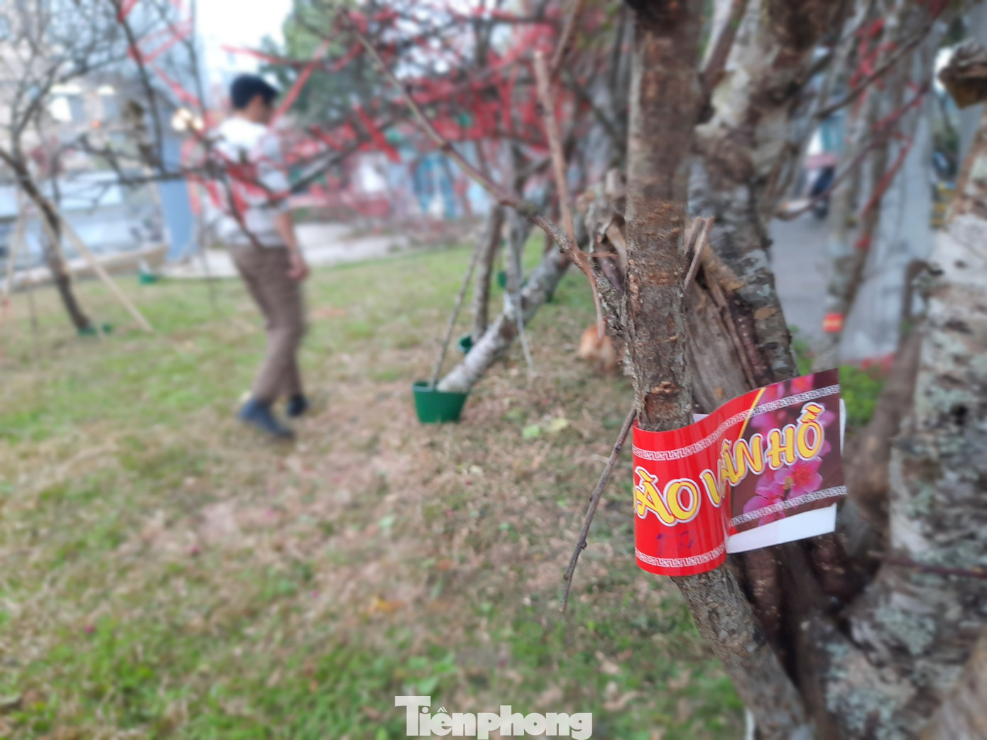 Cận cảnh xe đào dán tem đầu tiên từ Sơn La xuống Hà Nội ảnh 3