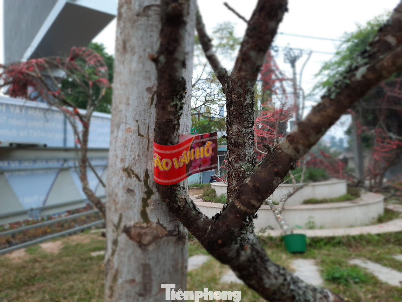 Cận cảnh xe đào dán tem đầu tiên từ Sơn La xuống Hà Nội ảnh 2