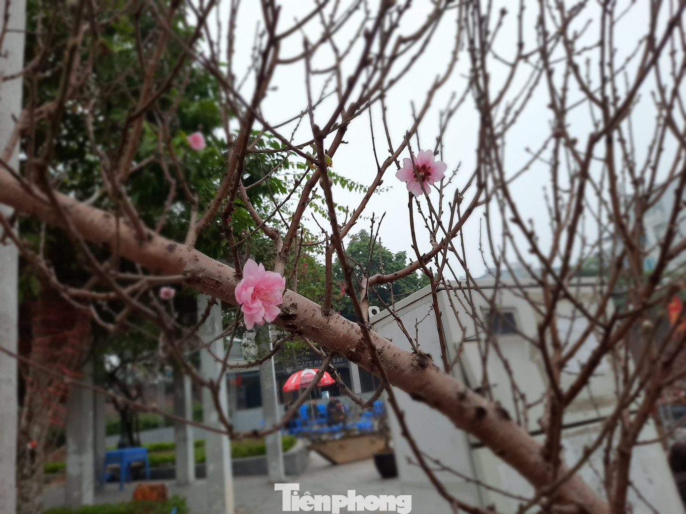 Cận cảnh xe đào dán tem đầu tiên từ Sơn La xuống Hà Nội ảnh 6