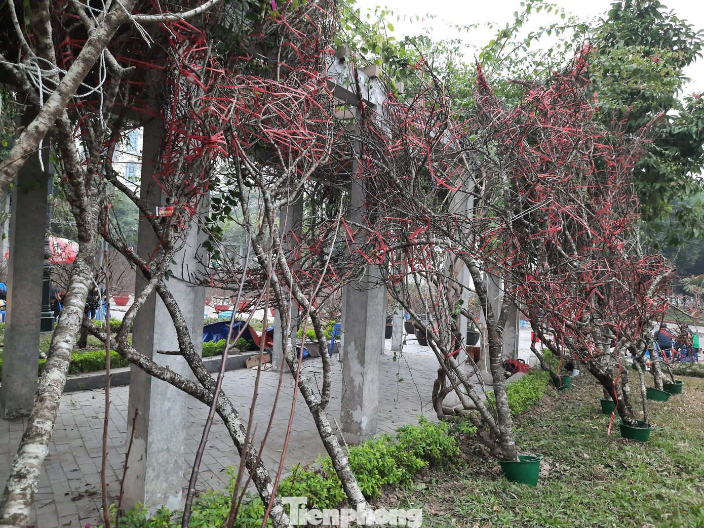 Cận cảnh xe đào dán tem đầu tiên từ Sơn La xuống Hà Nội ảnh 5