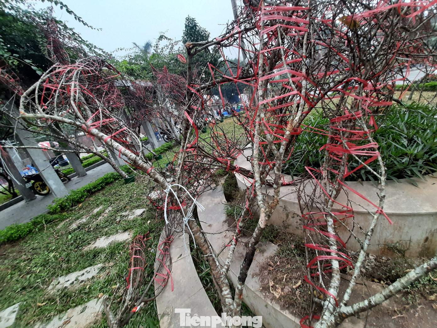 Cận cảnh xe đào dán tem đầu tiên từ Sơn La xuống Hà Nội ảnh 1