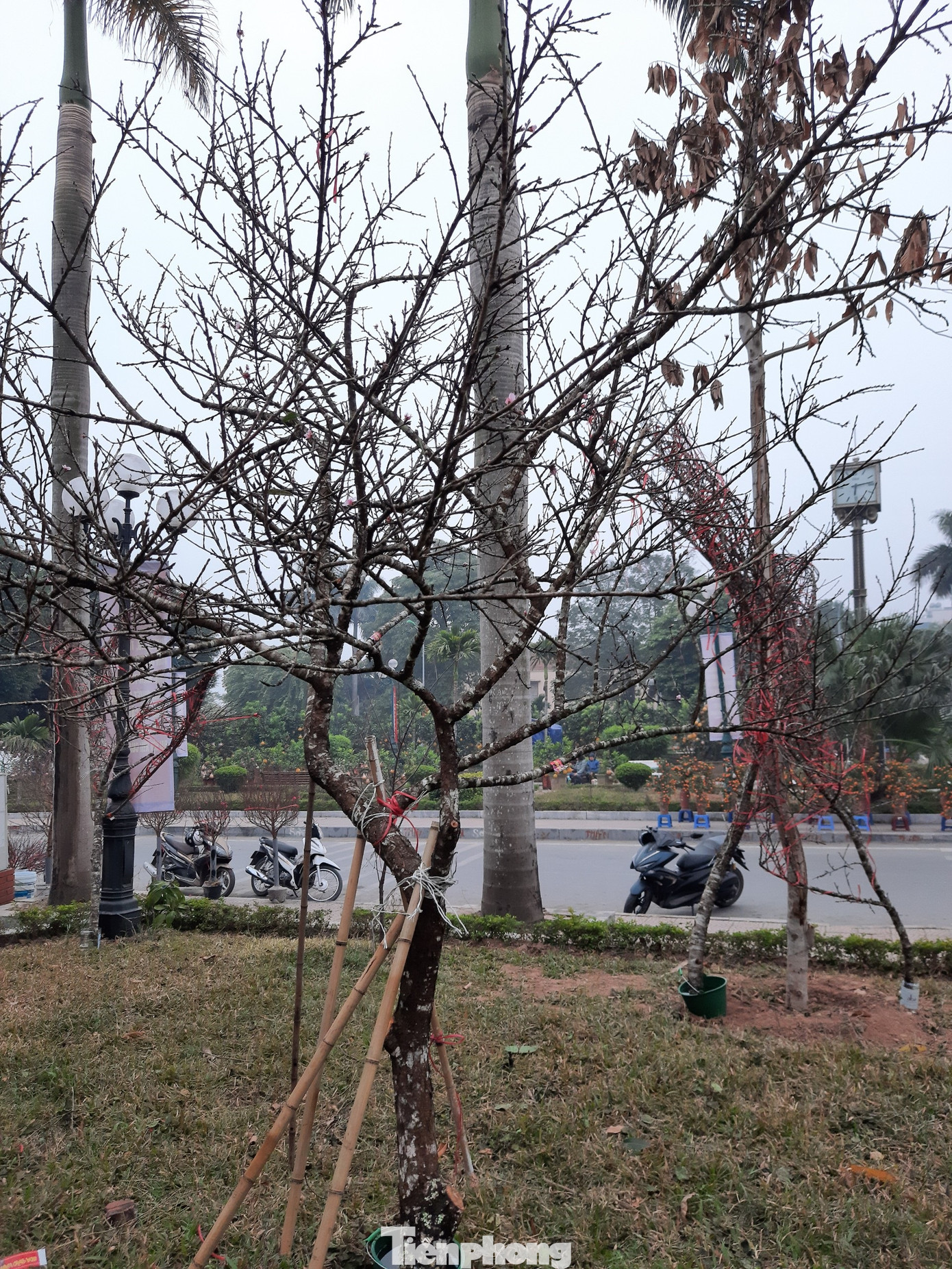 Cận cảnh xe đào dán tem đầu tiên từ Sơn La xuống Hà Nội ảnh 4