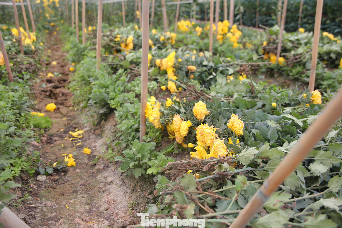 Rằm tháng Giêng, làng Tây Tựu lo 'sốt vó' vì hoa ế ẩm ảnh 5