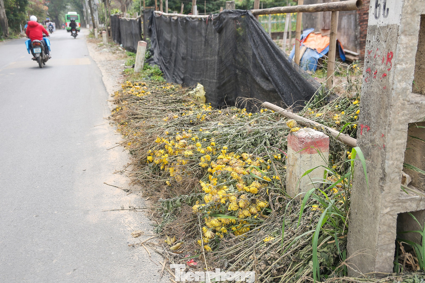 Rằm tháng Giêng, làng Tây Tựu lo 'sốt vó' vì hoa ế ẩm ảnh 4