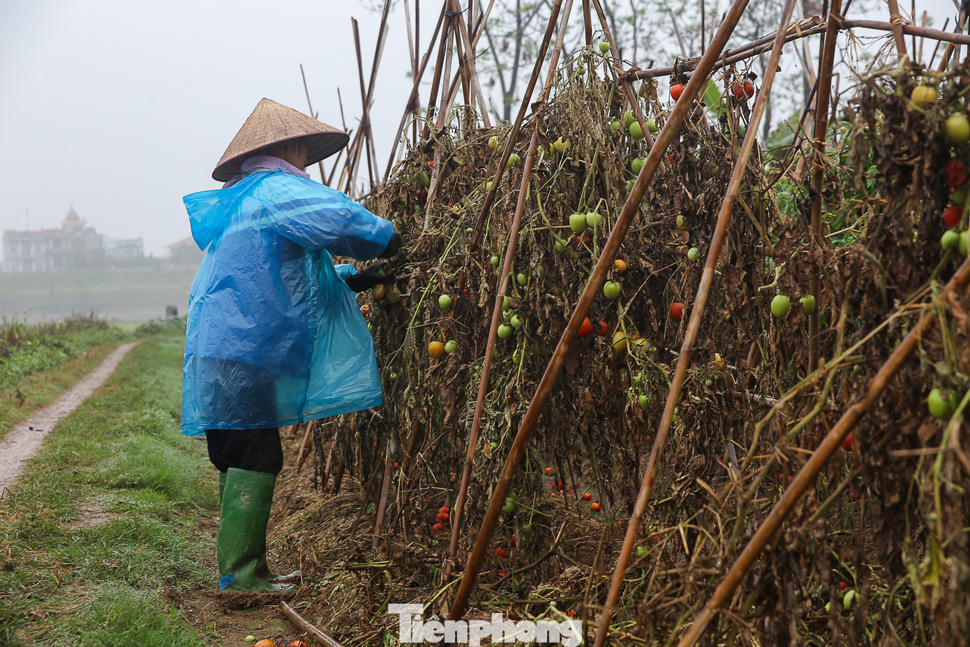 200 tấn rau củ quả 'ế', người dân Hà Nội đổ ngoài đồng ảnh 6