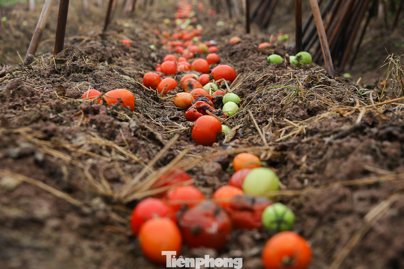 200 tấn rau củ quả 'ế', người dân Hà Nội đổ ngoài đồng ảnh 2
