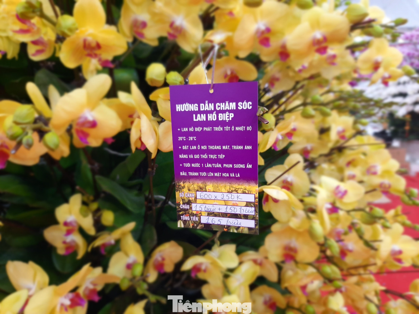 Chậu lan hồ điệp 'khủng' giá 165 triệu có gì đặc biệt? ảnh 6