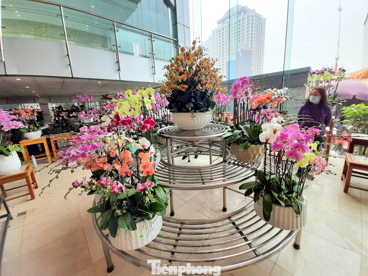 Chậu lan hồ điệp 'khủng' giá 165 triệu có gì đặc biệt? ảnh 9