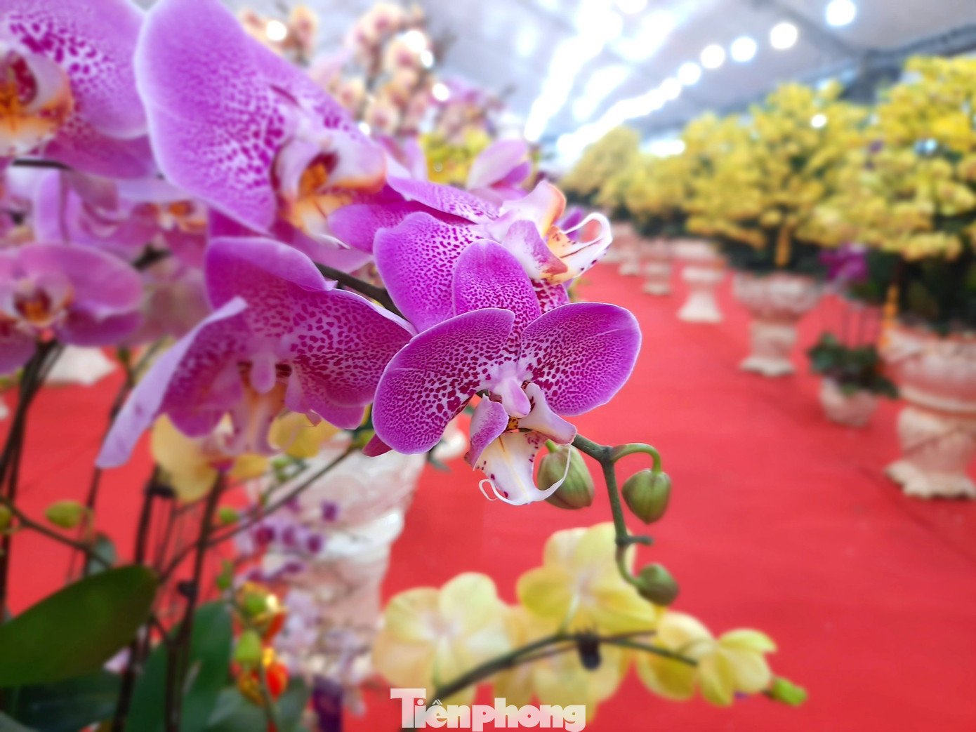 Chậu lan hồ điệp 'khủng' giá 165 triệu có gì đặc biệt? ảnh 7